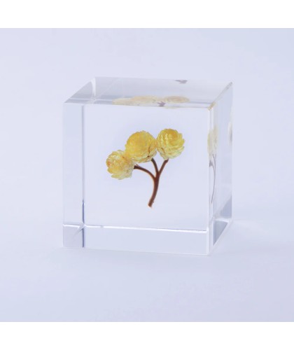 Immortelle