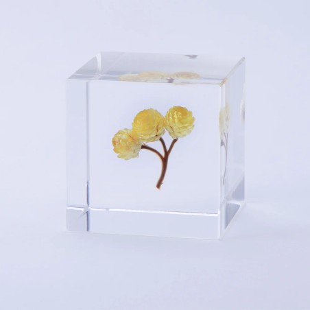 Immortelle