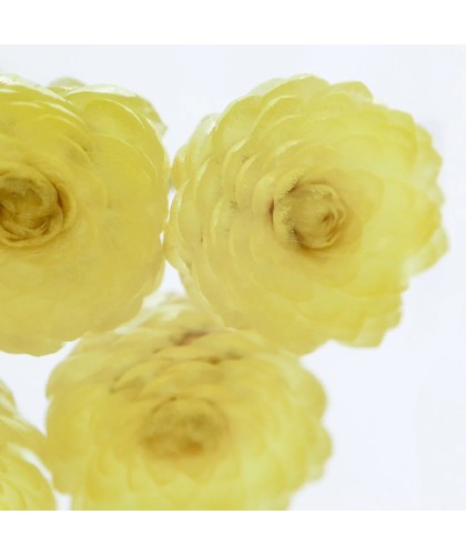Immortelle