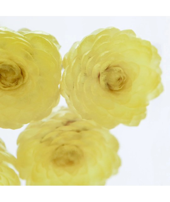 Immortelle