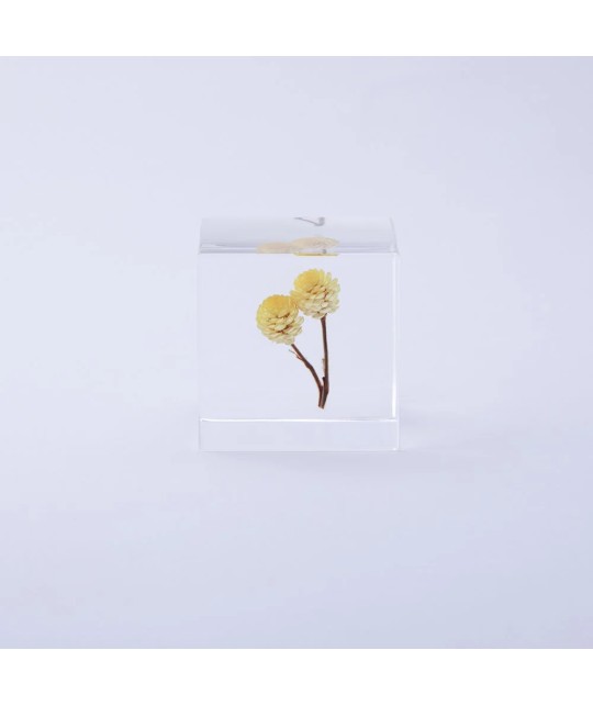 Immortelle