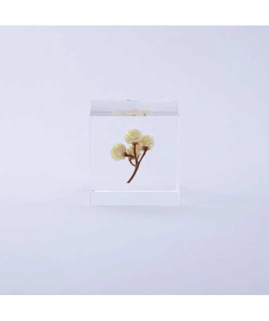 Immortelle