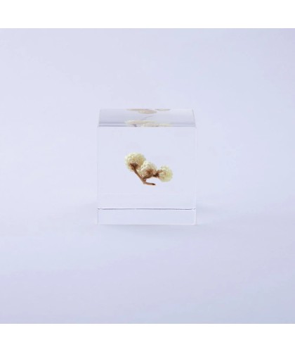 Immortelle