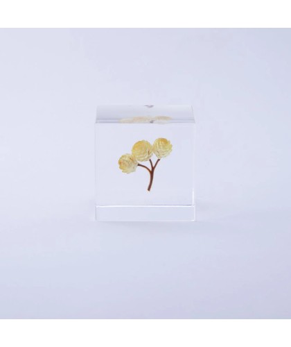 Immortelle