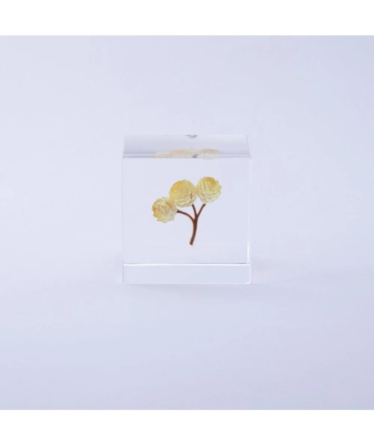 Immortelle