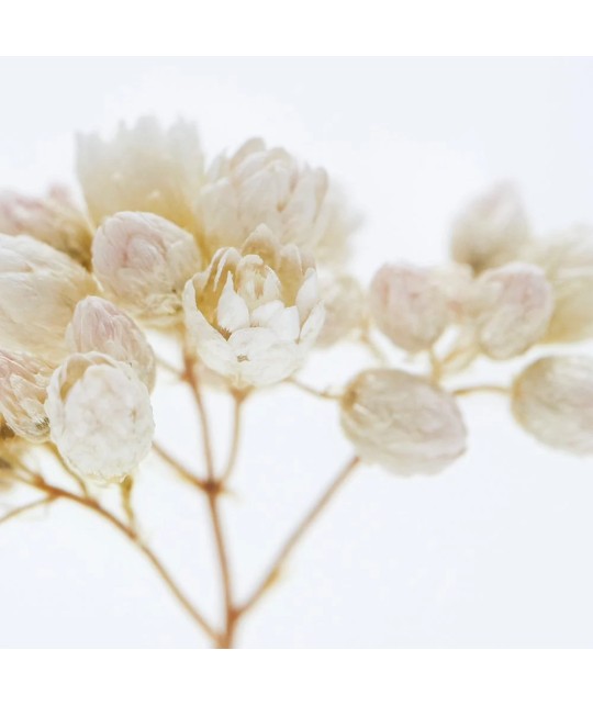 Fleur de riz