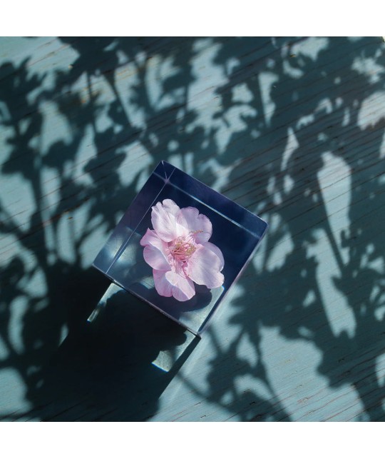 Kawazuzakura