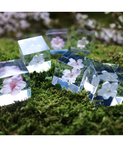 Kawazuzakura