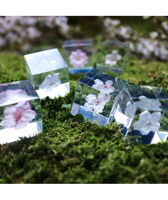 Kawazuzakura