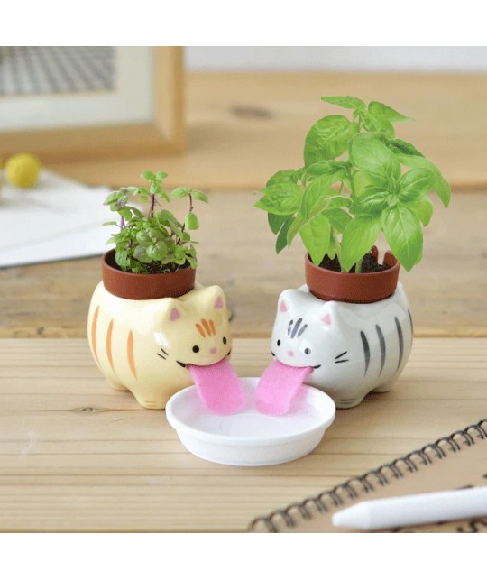 Peropon cat - kit de culture